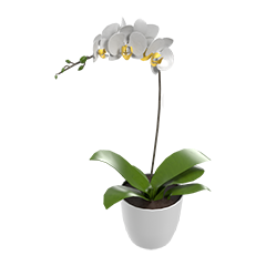 Orchid