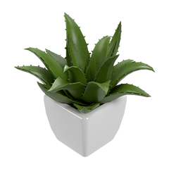 Succulent
